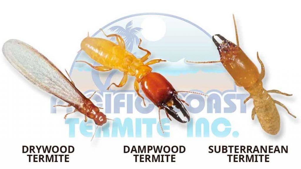 termite types