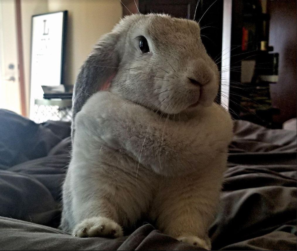 Giant bunny