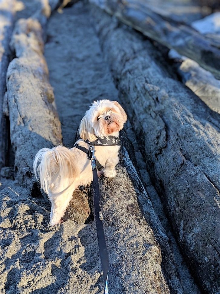 Lhasa Apso at Golden Gardens beach in Seattle