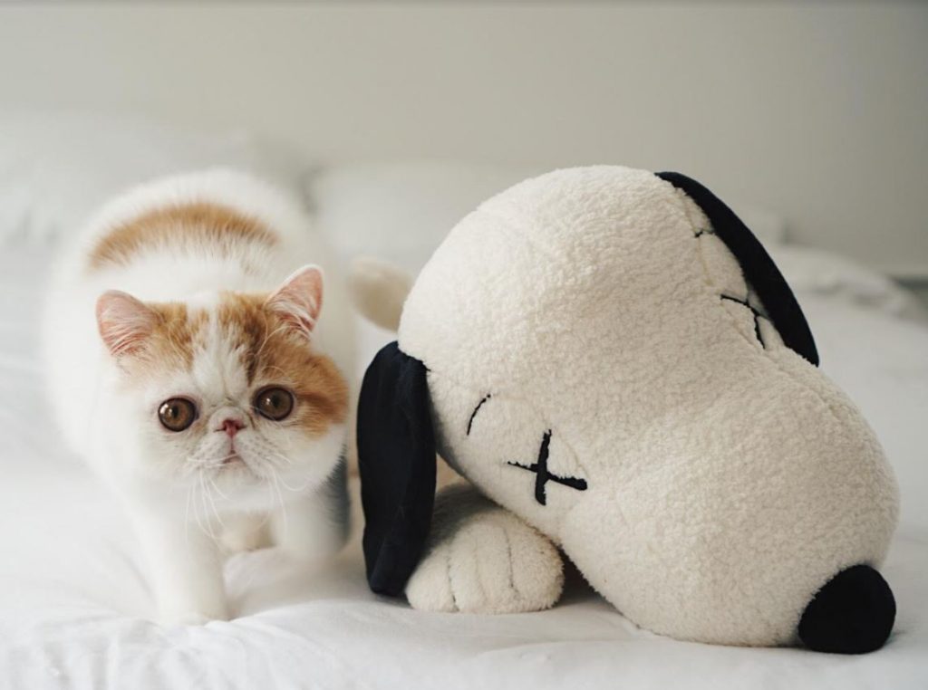 Cat and Snoopy toy