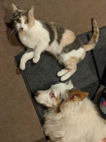 Cat and dog