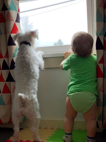 Dog and baby