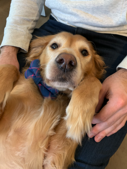 Golden retriever