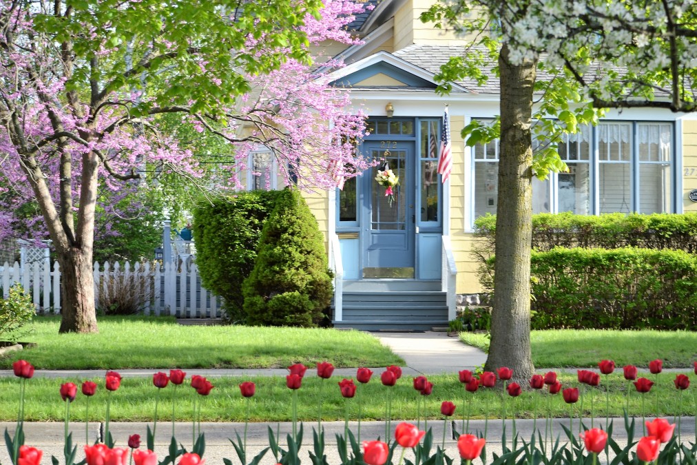 House with cherry blossoms and red tulips